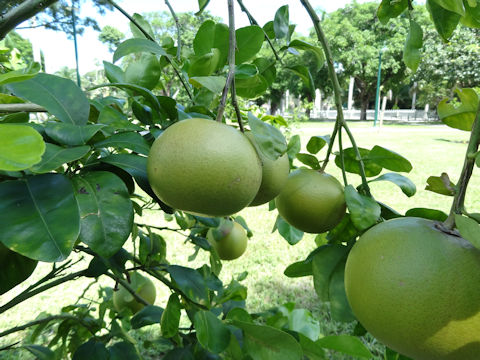 Citrus paradisi 'Flame'