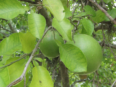 Citrus paradisi