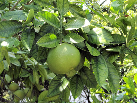 Citrus paradisi 'Thompson'