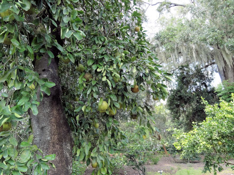 Citrus paradisi 'Thompson'