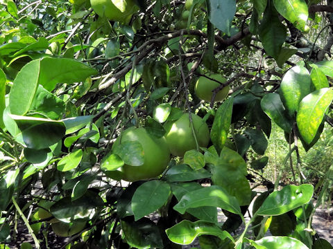 Citrus paradisi 'Paradise navel'