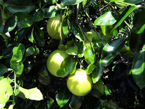 Citrus paradisi 'Foster'