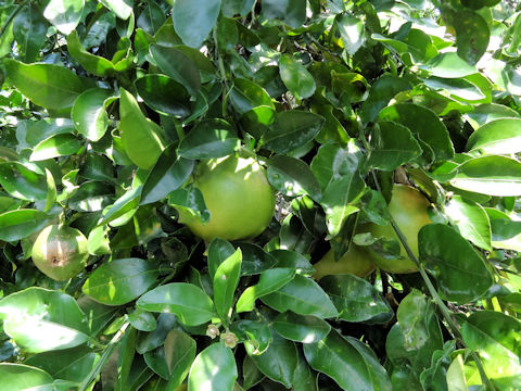 Citrus paradisi 'Foster'