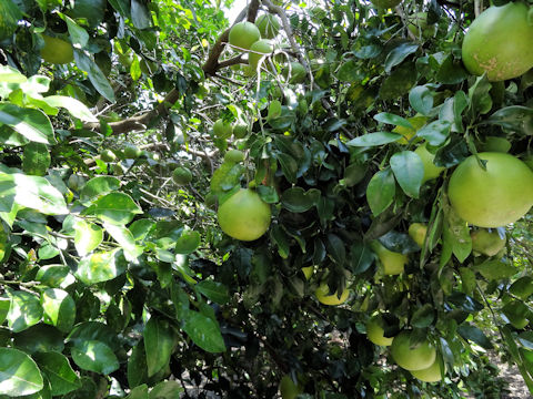 Citrus paradisi 'Foster'