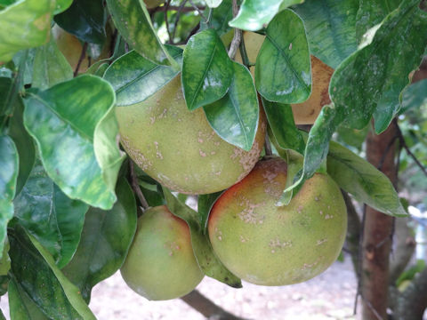 Citrus paradisi 'Flame'