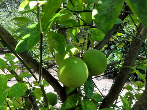 Citrus paradisi 'Royal'