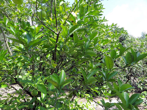 Citrus paradisi 'Royal'