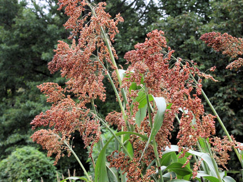 Sorghum bicolor