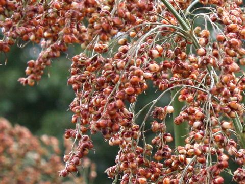 Sorghum bicolor