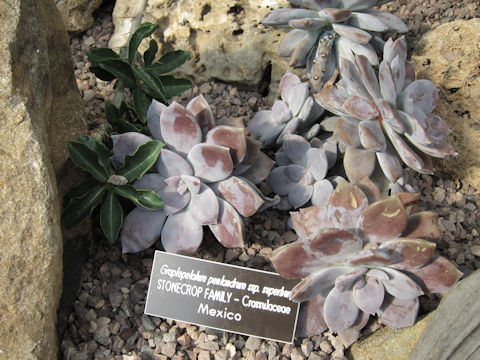 Graptopetalum superbum