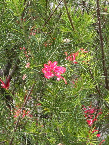 Grevillea alpina