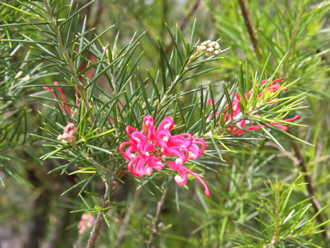 Grevillea alpina