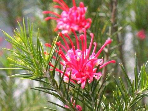 Grevillea alpina