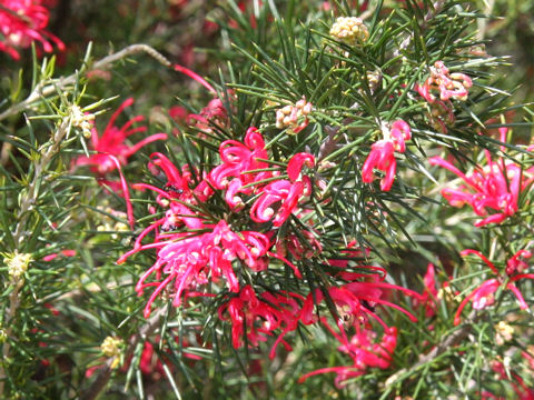 Grevillea alpina