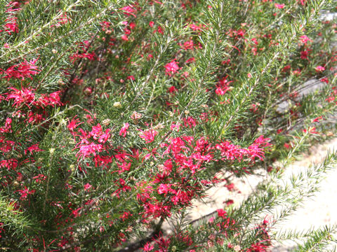 Grevillea alpina