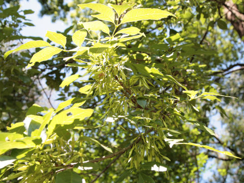 Fraxinus pennsylvanica