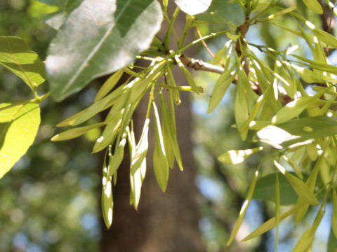 Fraxinus pennsylvanica