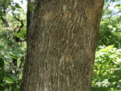 Fraxinus pennsylvanica