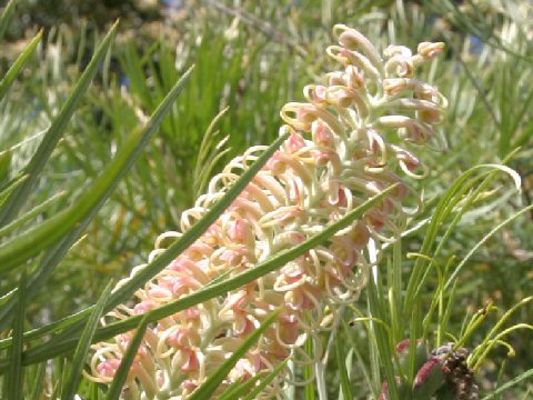 Grevillea cv. Caloundra Gem