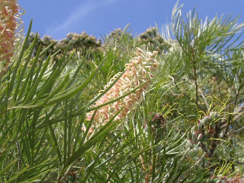 Grevillea cv. Caloundra Gem