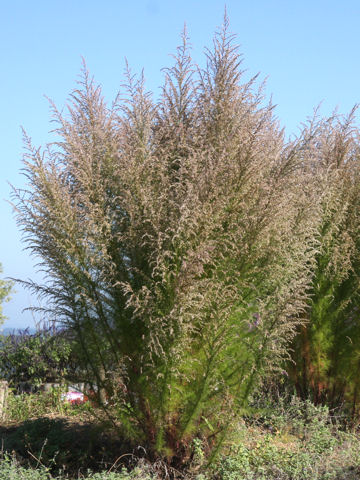 Eupatorium capillifolium