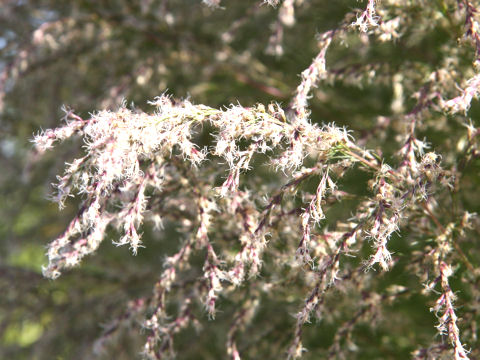 Eupatorium capillifolium