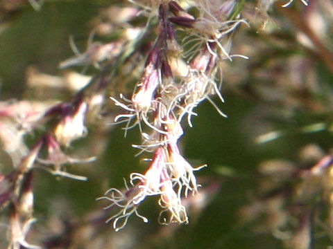 Eupatorium capillifolium