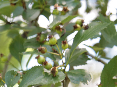 Crataegus viridis