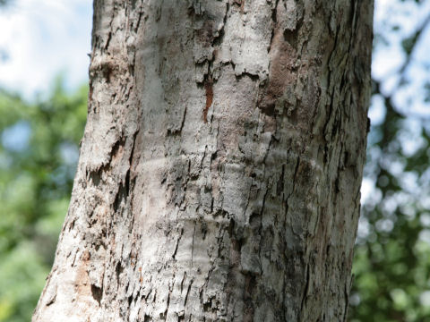 Crataegus viridis