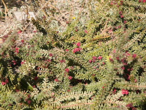 Grevillea lanigera