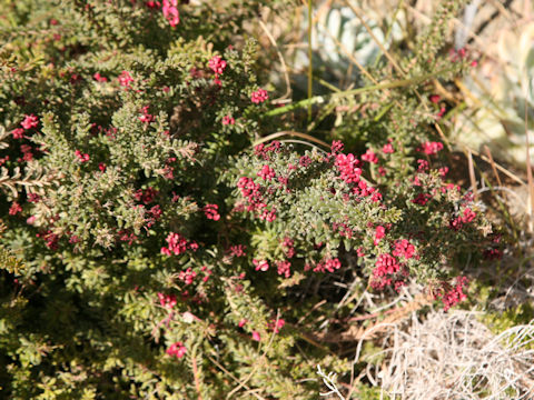 Grevillea lanigera