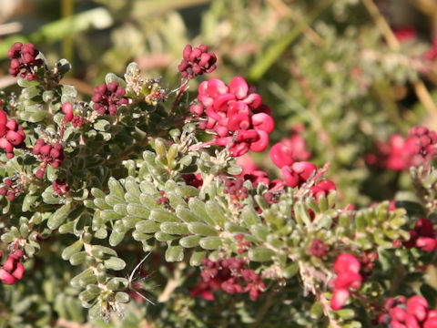 Grevillea lanigera