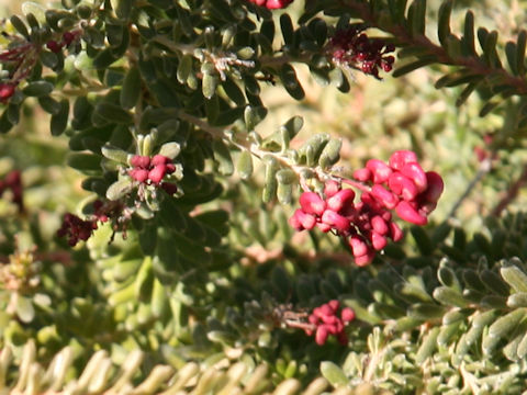 Grevillea lanigera