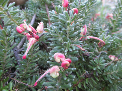 Grevillea lanigera