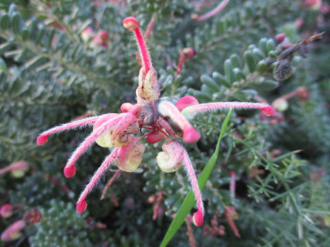 Grevillea lanigera