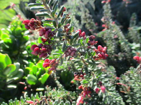 Grevillea lanigera