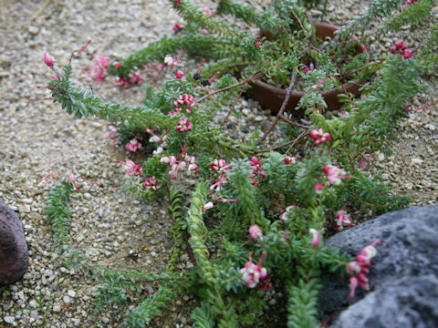 Grevillea lanigera