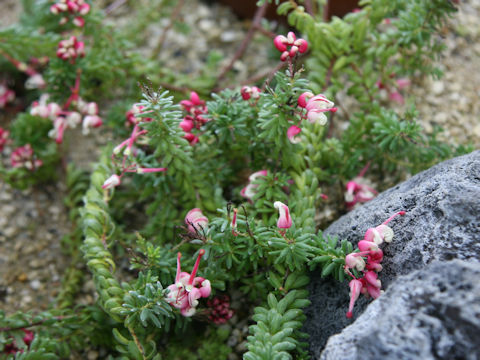 Grevillea lanigera