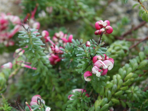 Grevillea lanigera
