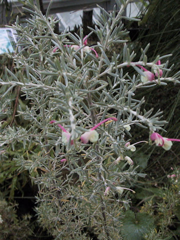 Grevillea lavandulacea cv. Red Cloud