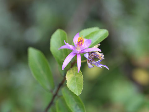 Grewia occidentalis