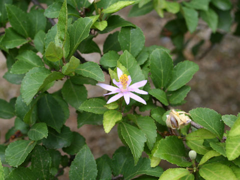 Grewia occidentalis