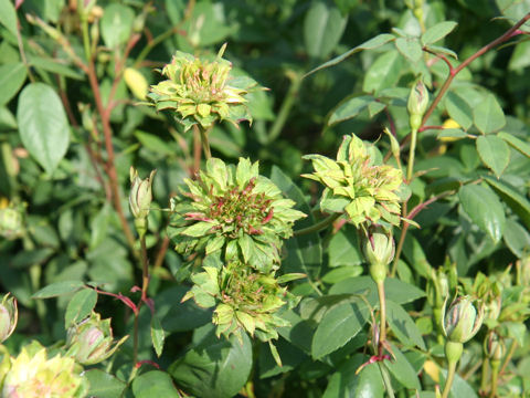 Rosa chinensis ssp. viridiflora