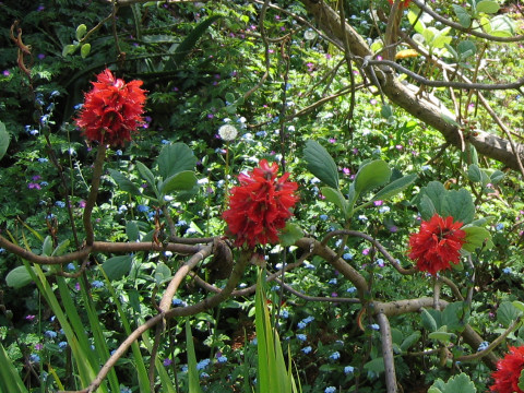 Greyia sutherlandii