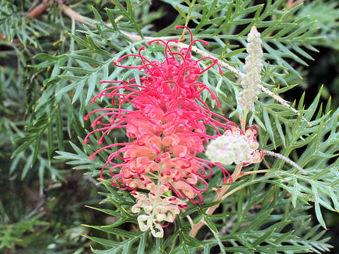 Grevillea cv. Robyn Gordon