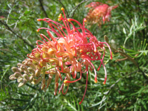 Grevillea sp.