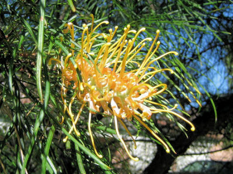 Grevillea sp.