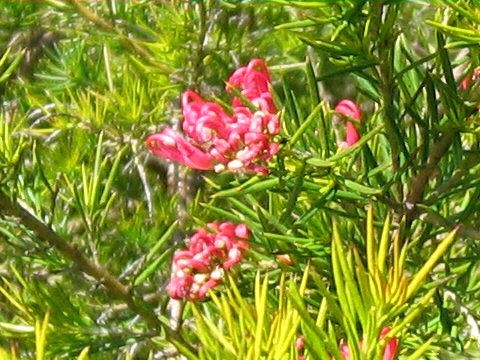 Grevillea sp.