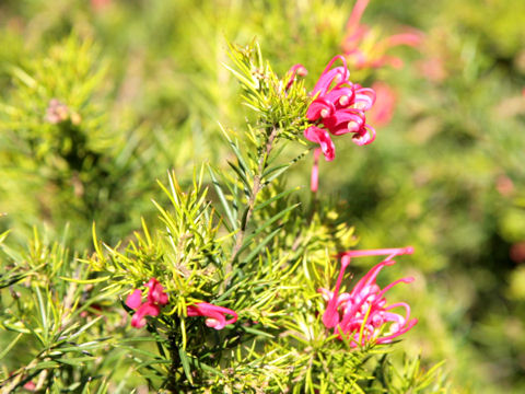 Grevillea sp.