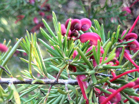 Grevillea sp.